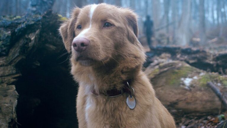 Рецензия на Good Boy: «Очень эффективный инди-хоррор»